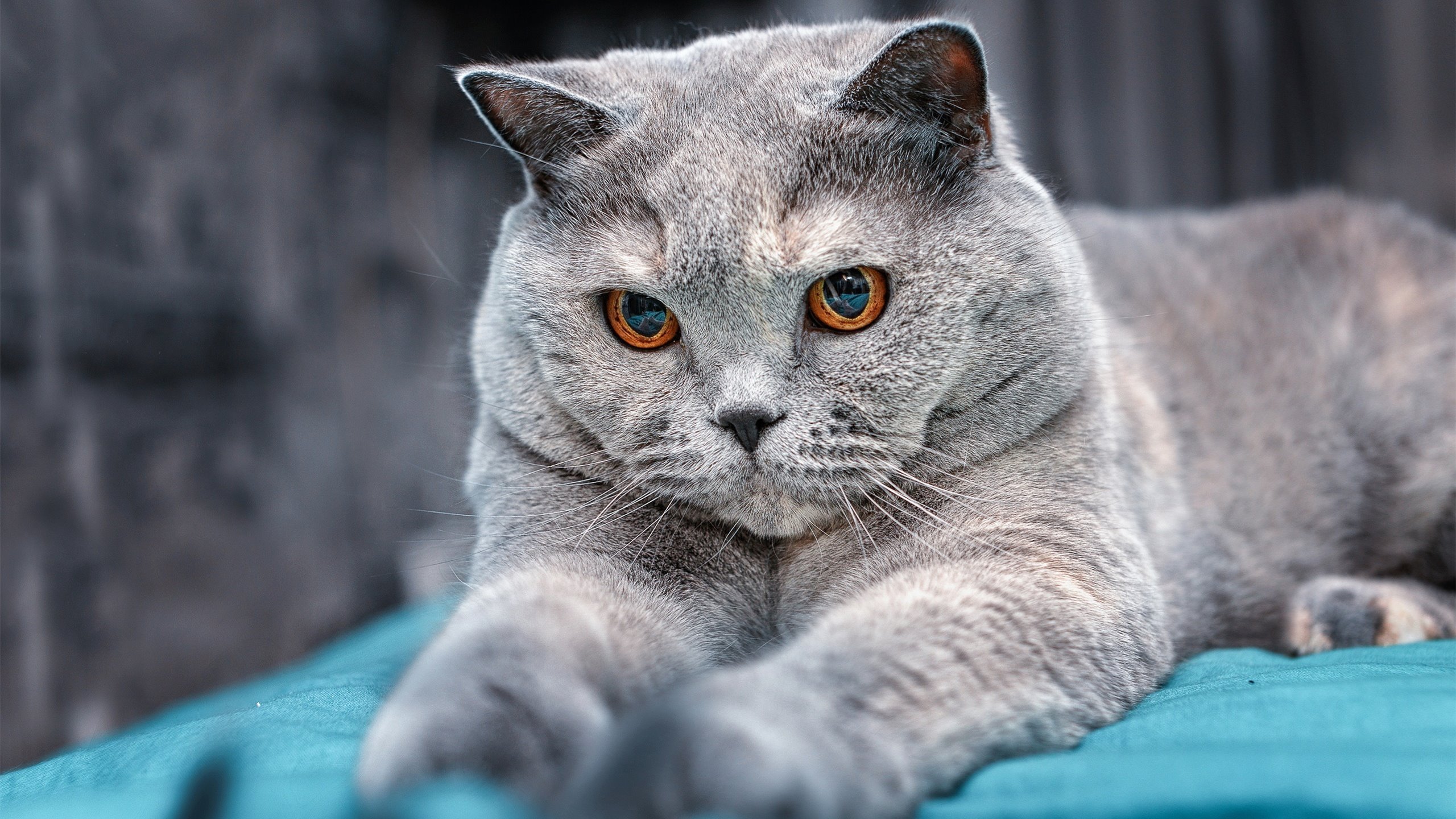 平行宇宙的哨响，当佩德里身披星条旗，一场改写历史的美瑞翻盘诞生记