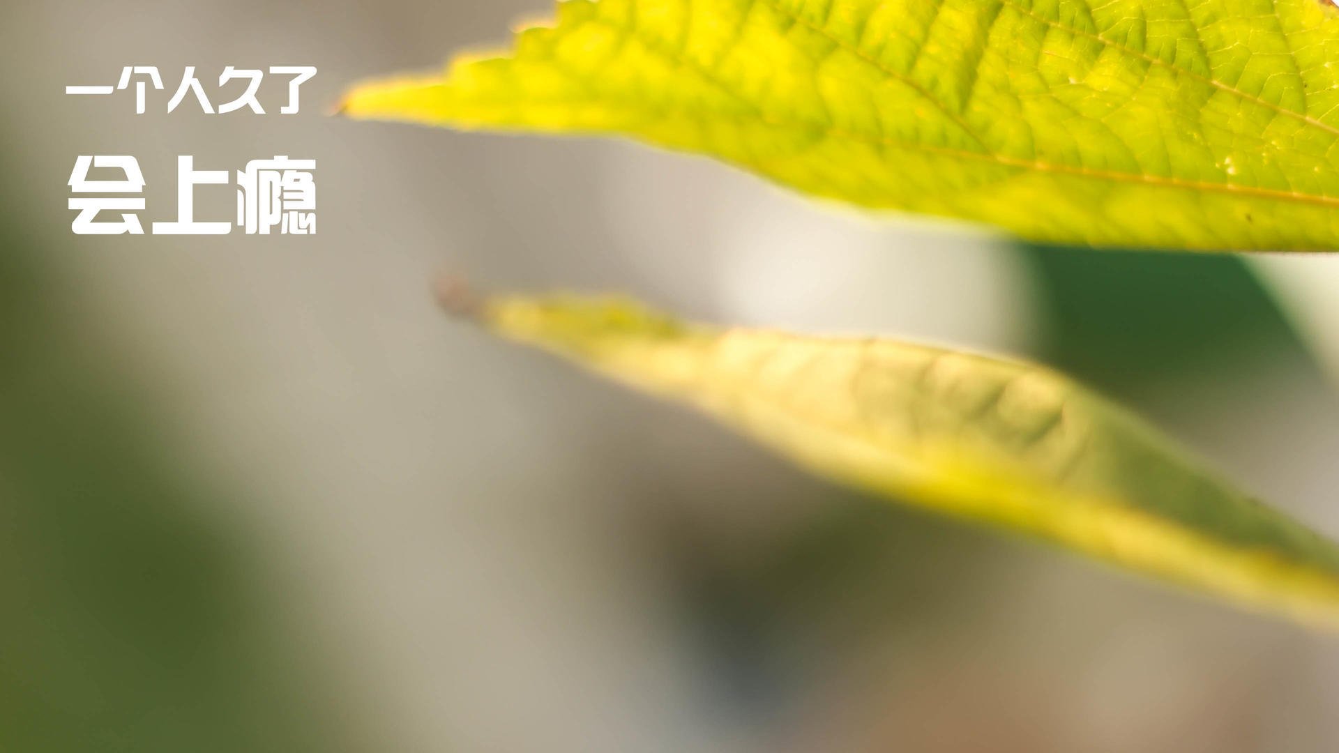 从雪原到阳光海岸，当卡瓦哈尔在加拿大vs比利亚雷亚尔的跨界风暴中获评满分