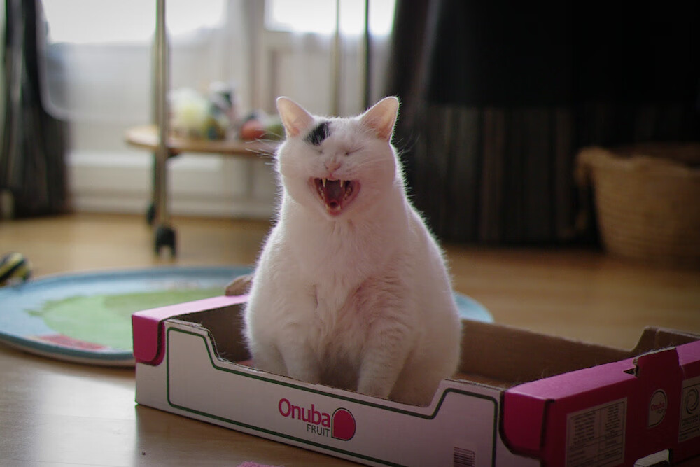 德罗赞评分拉满背后的秘密，一场个人英雄主义与团队交响乐的完美融合