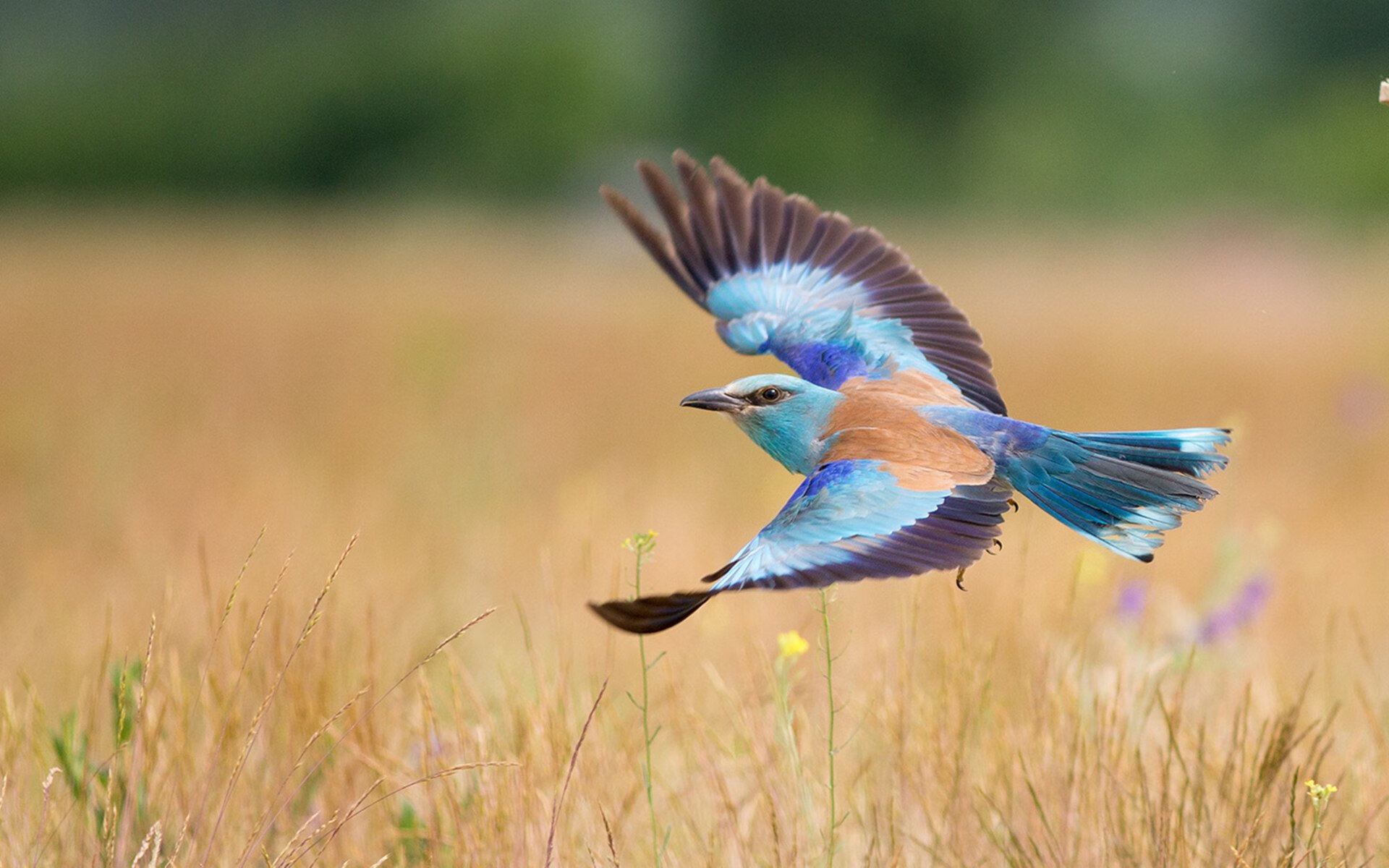 摩纳哥狂潮席卷荷兰，富安健洋筑起叹息之墙