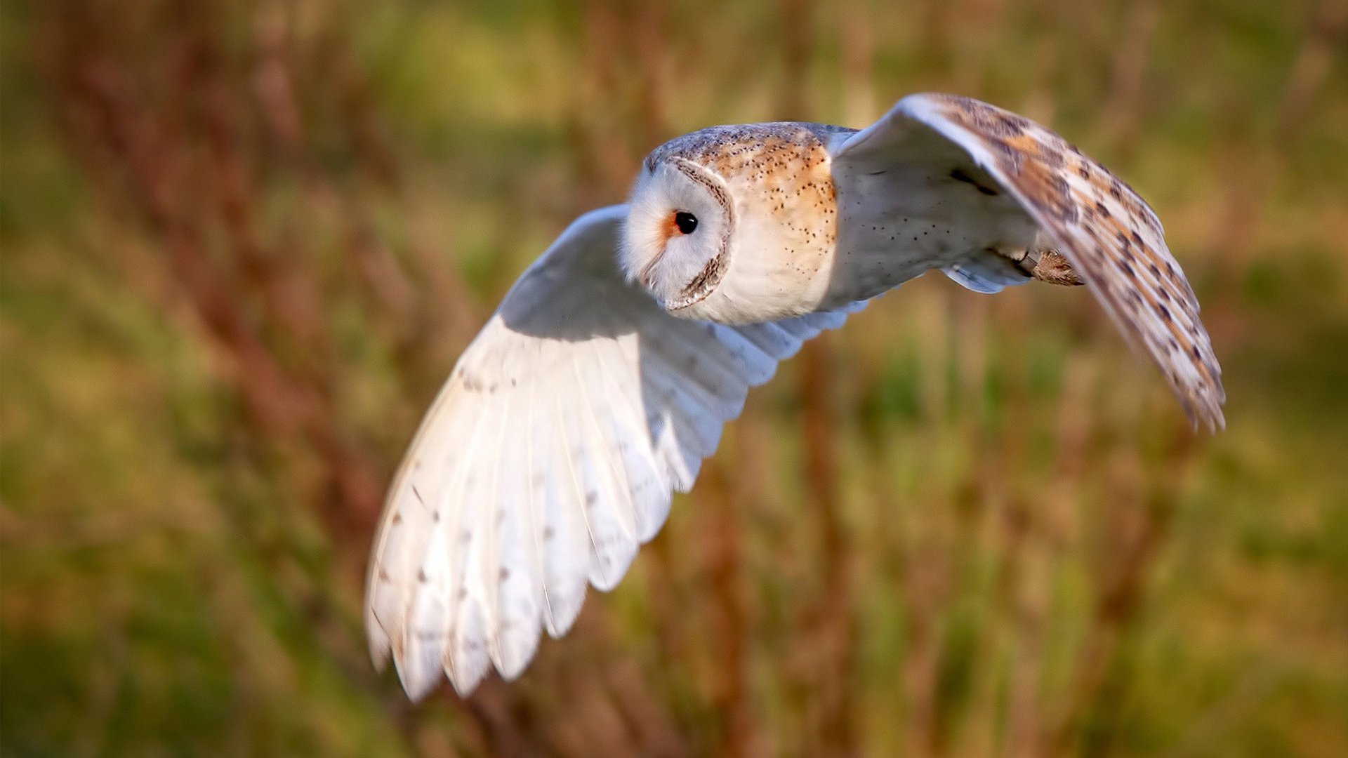 阿劳霍统治攻防，比利亚雷亚尔友谊赛力克韩国队彰显欧洲豪门底蕴