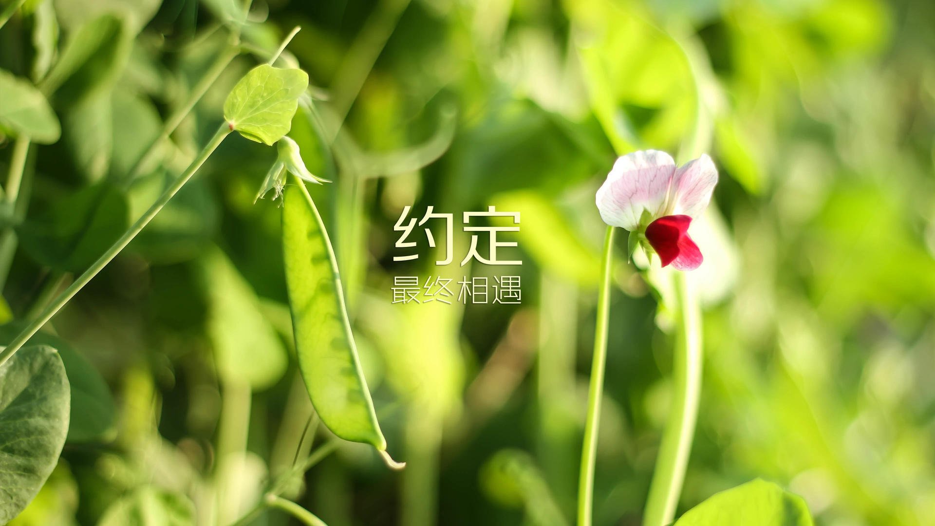 死亡之组的宿命对决，三笘薰的闪电战撕碎西班牙的完美剧本