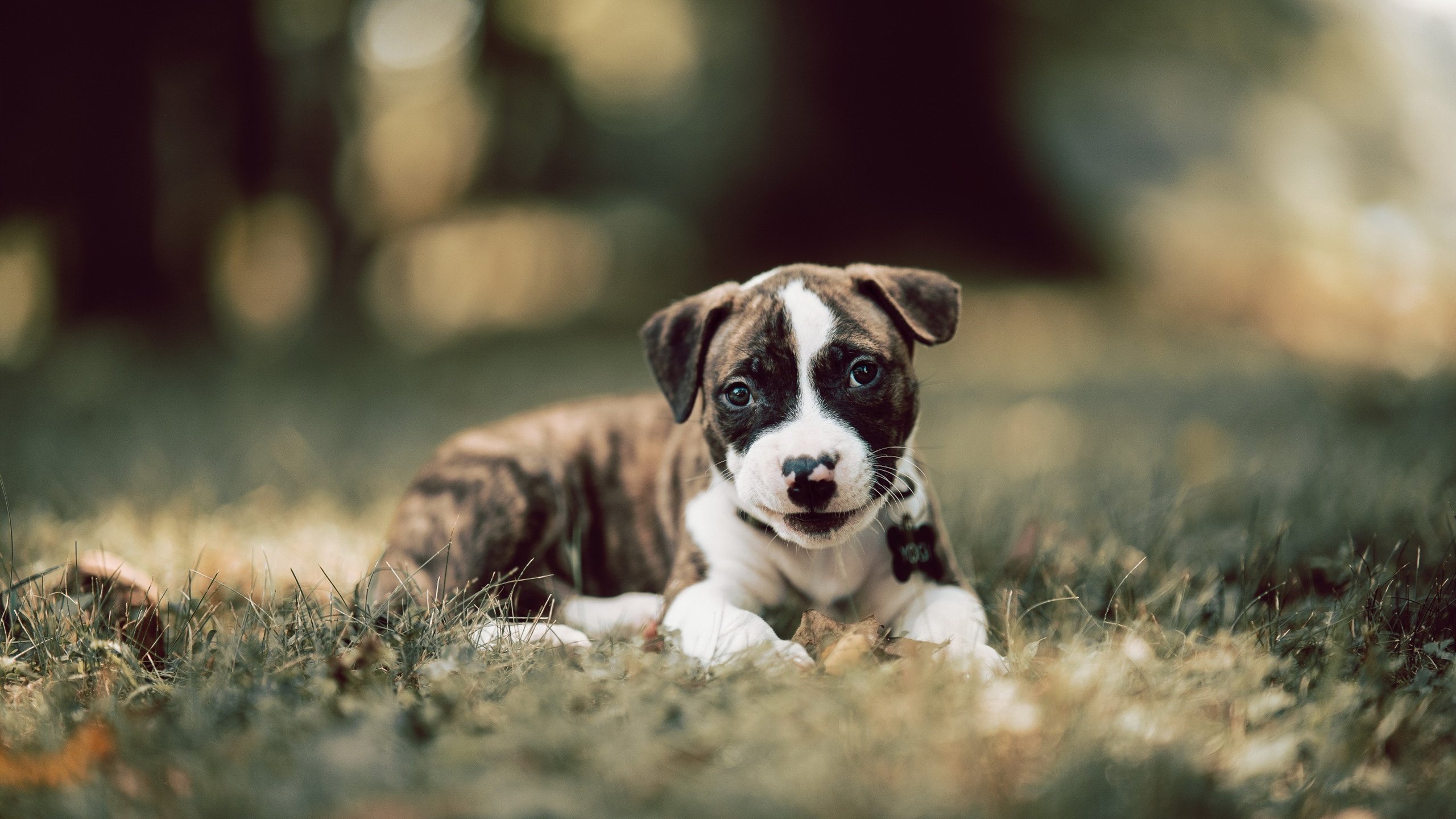 首先,根据关键词2026世界杯A组,印度完胜墨西哥,内马尔完成致命一击,我为你构思了一个极具张力和想象空间的标题